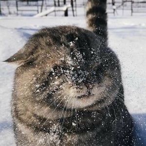 Meet your Posher, Veronika